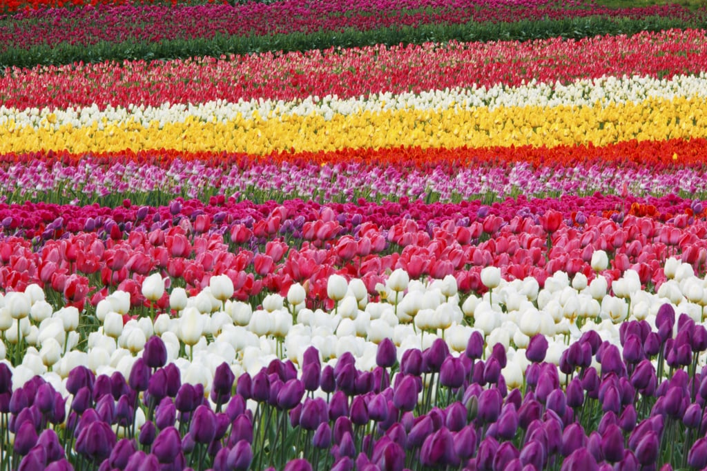 Best Places to See Spring Flowers