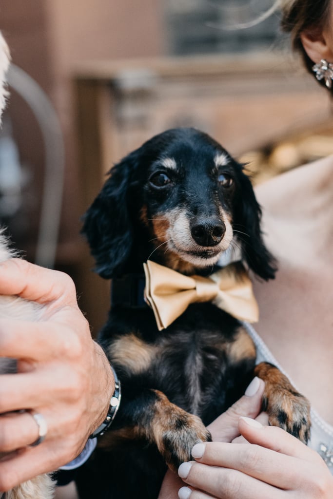 Dogs in Weddings