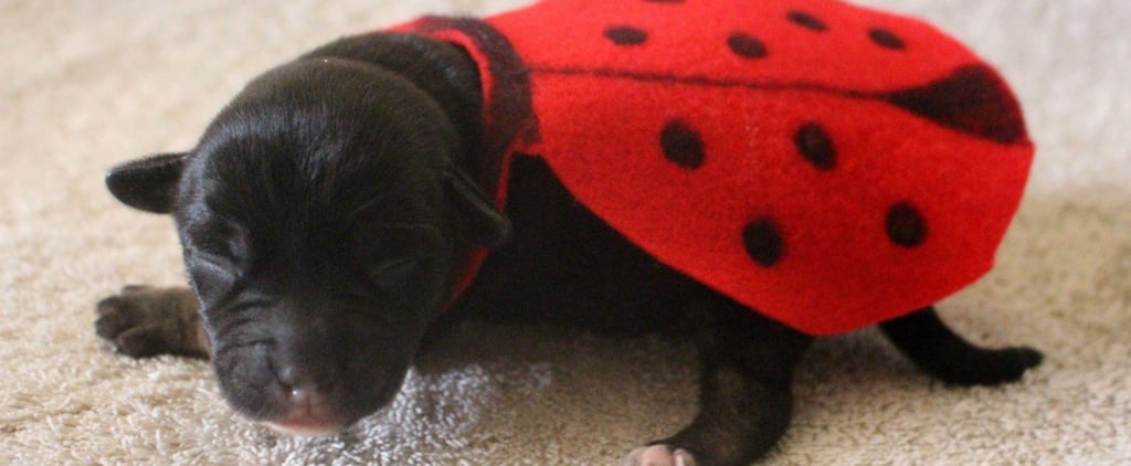 Newborn Puppies in Halloween Costumes
