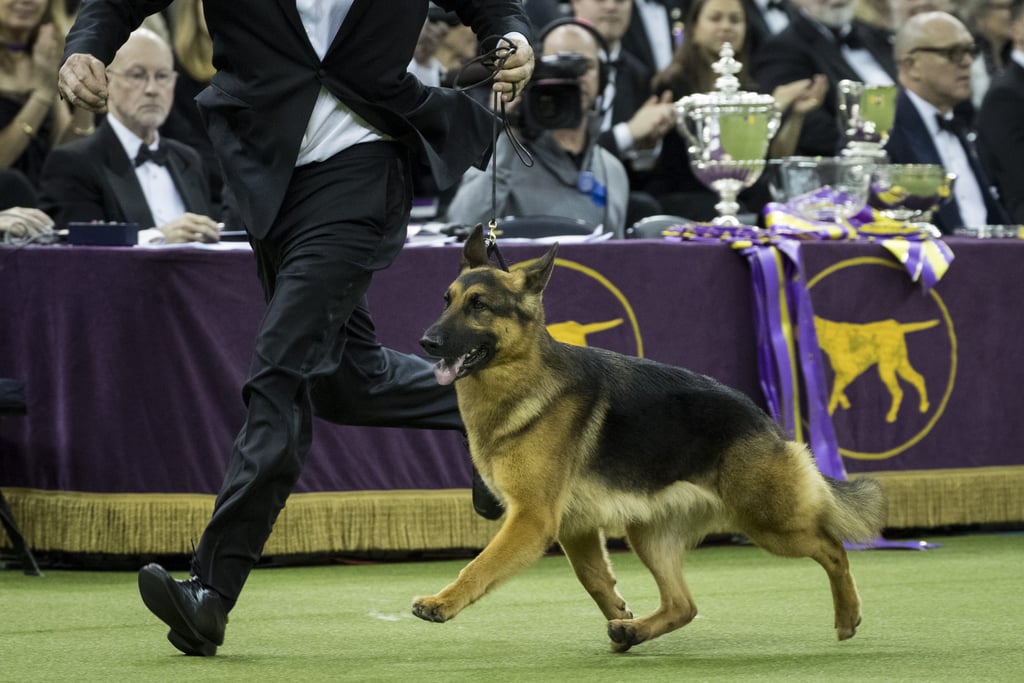 Rumor the German Shepherd Wins Best in Show at Westminster POPSUGAR