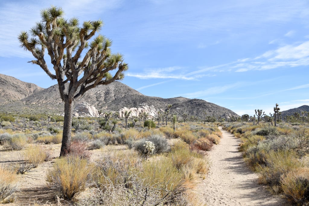 Joshua Tree Trails