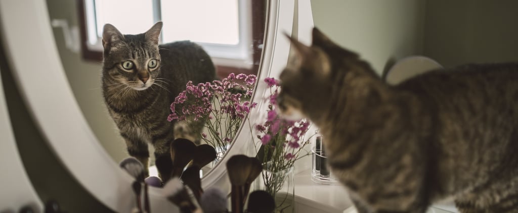 Why Does My Cat Scratch the Mirror?