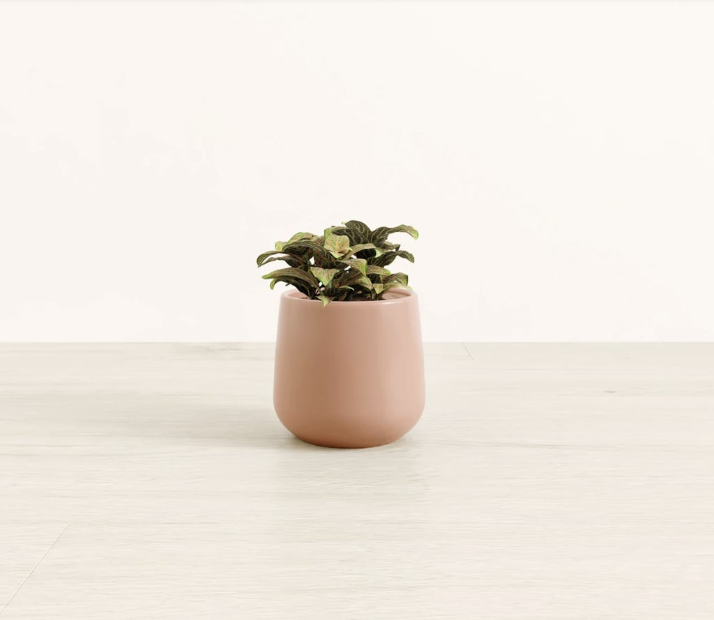 A Self-Watering Plant