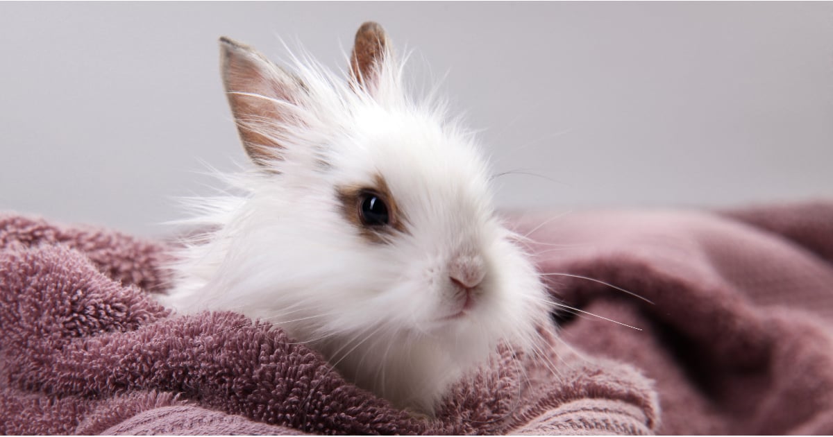 Rabbit Bath Videos POPSUGAR Pets