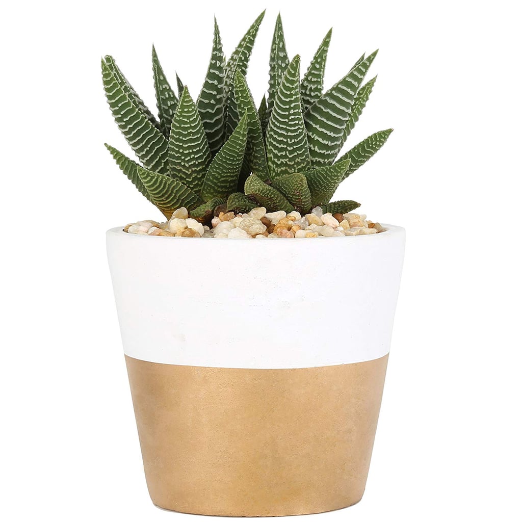 Costa Farms Indoor Succulent Plant