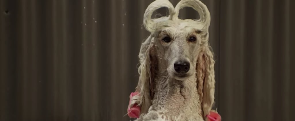 Liquid-Plumr Valentine's Day Dog Ad