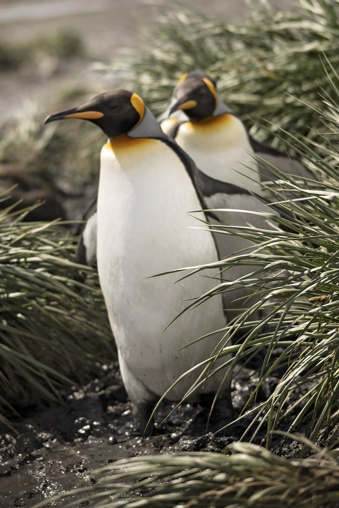 Antarctica King Penguins