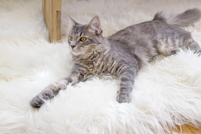 Put an End to Cat Litter Odor