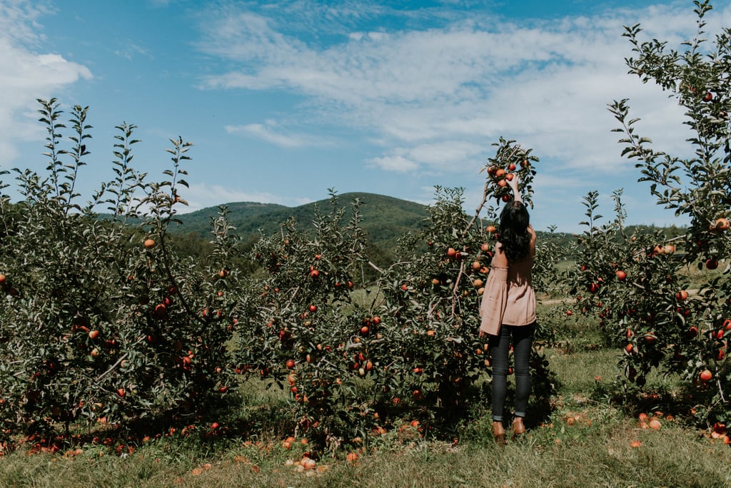 National Apple Harvest Festival