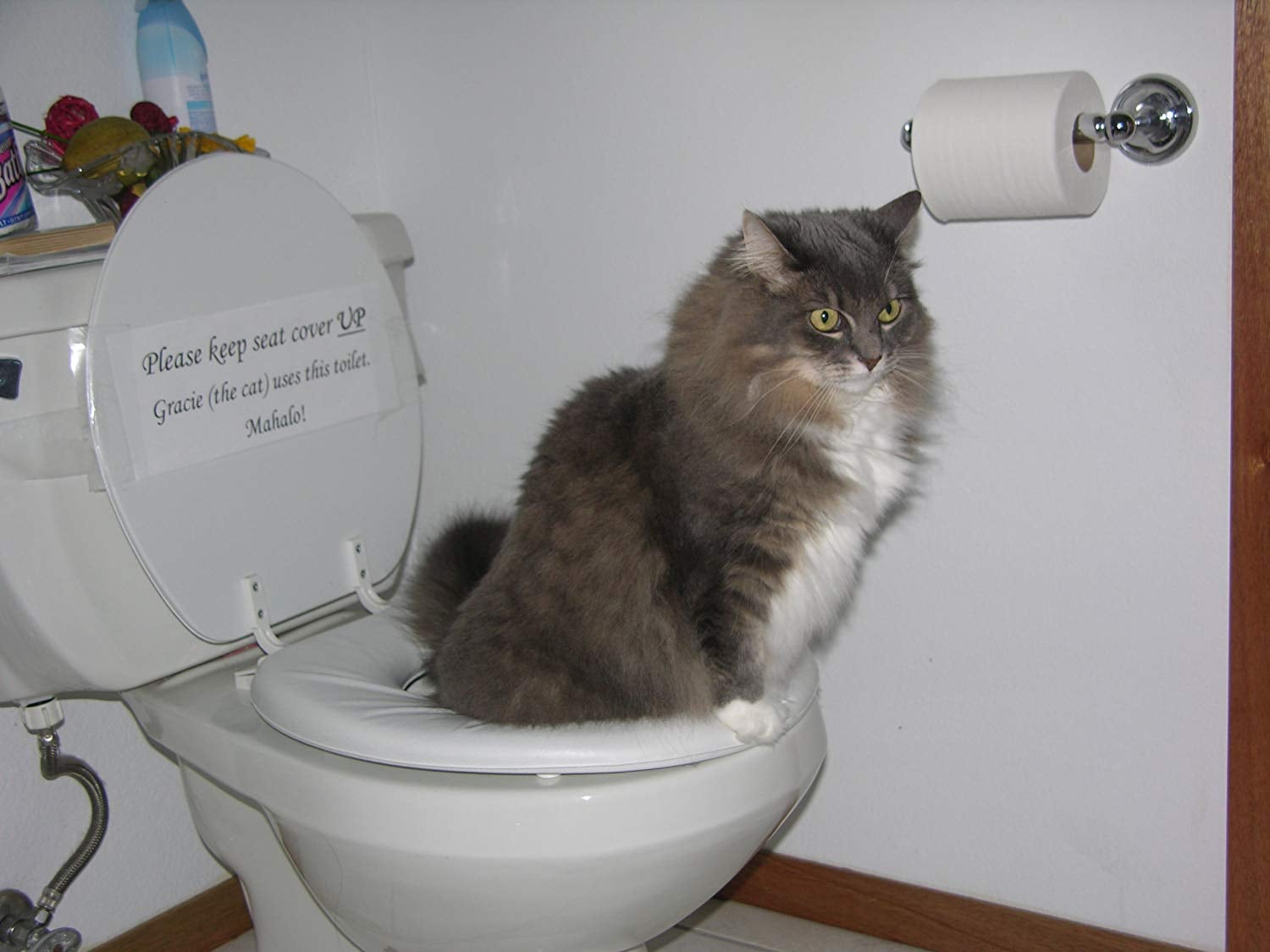Shark tank kitty potty discount
