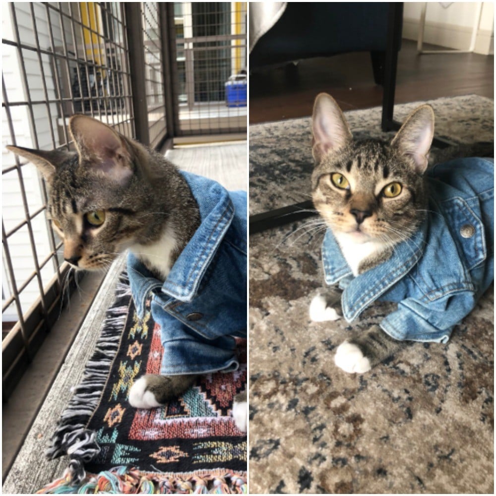 cat wearing jacket