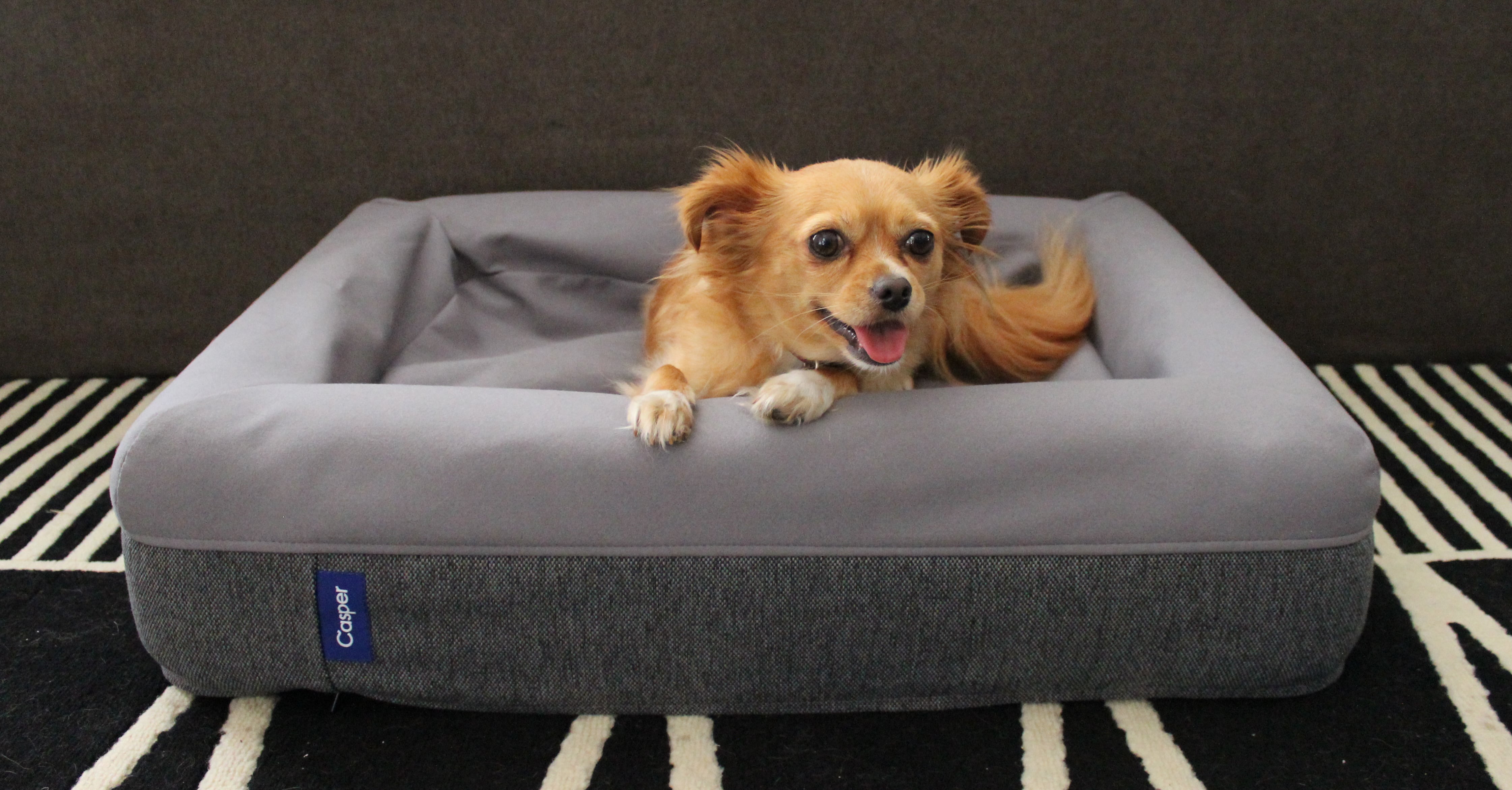 Casper pet mattress outlet