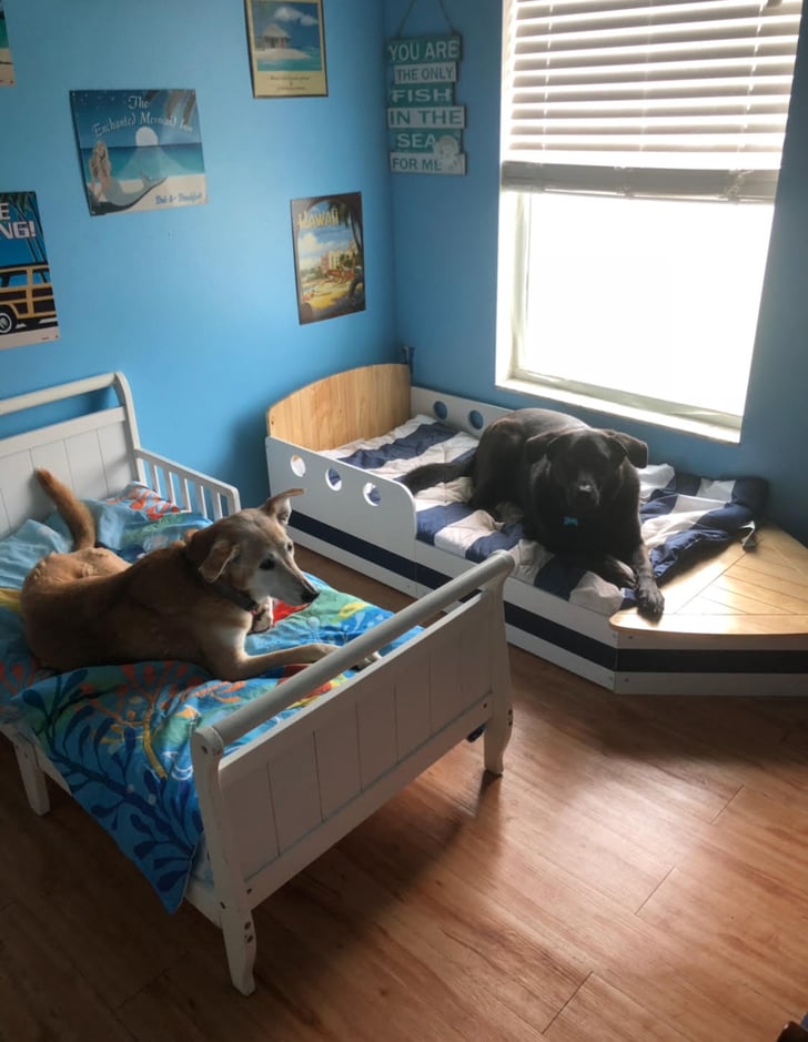 should dogs sleep in separate room