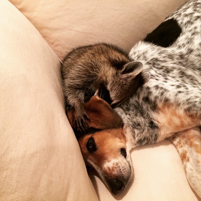 Raccoon That Lives With Dogs | Instagram