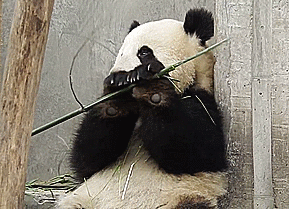 When this panda just wanted to eat . . . and then eat some more