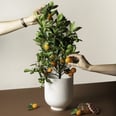 This Company Delivers Mini Citrus Trees to Your Doorstep, So We'll Take 1 of Each