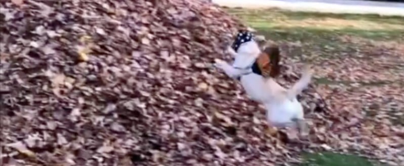 Dog Who Jumps Into Leaf Piles