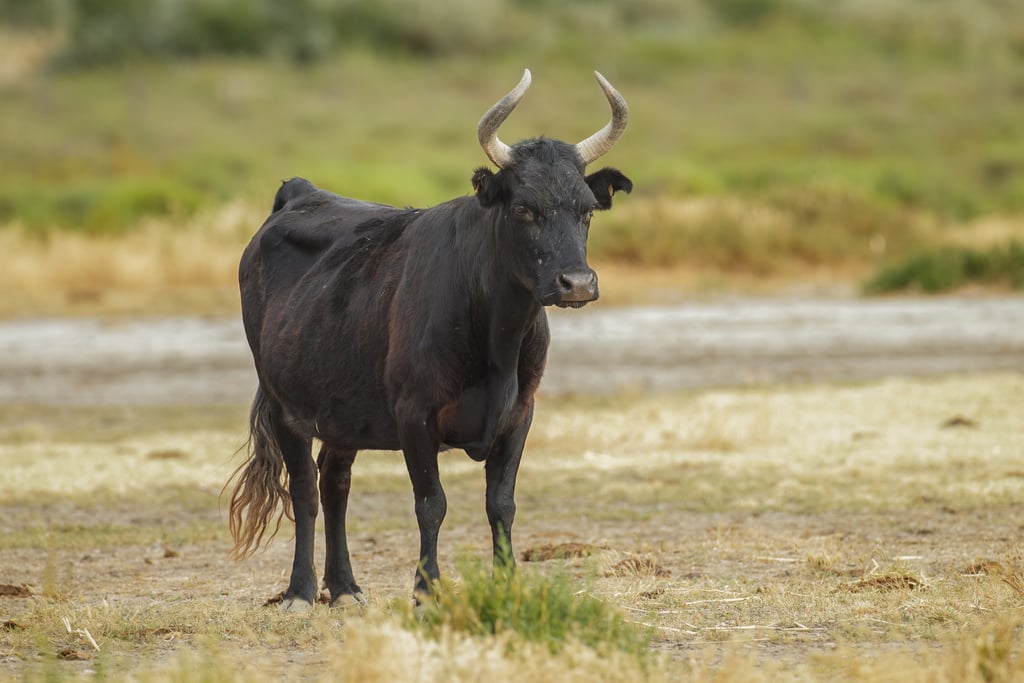 Bull-Semen Conditioner