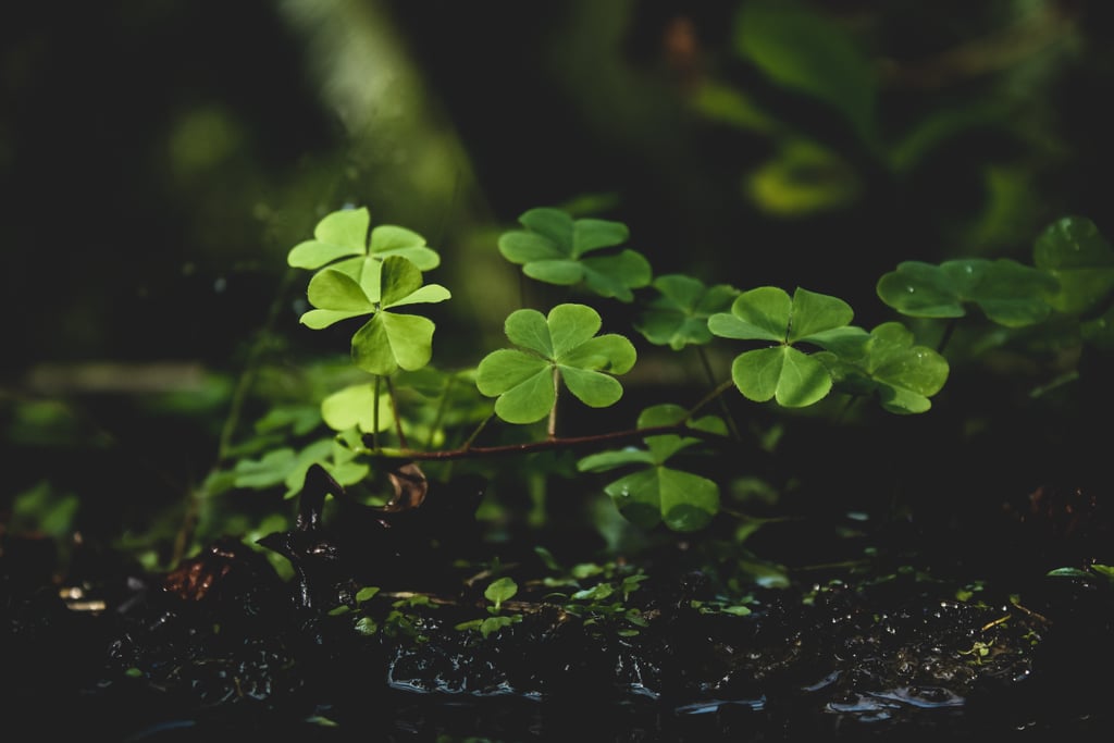 St. Patrick's Day Zoom Background: Shamrocks