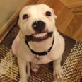 Learn a Thing or Two From This Dog That Can Totally Smile on Command