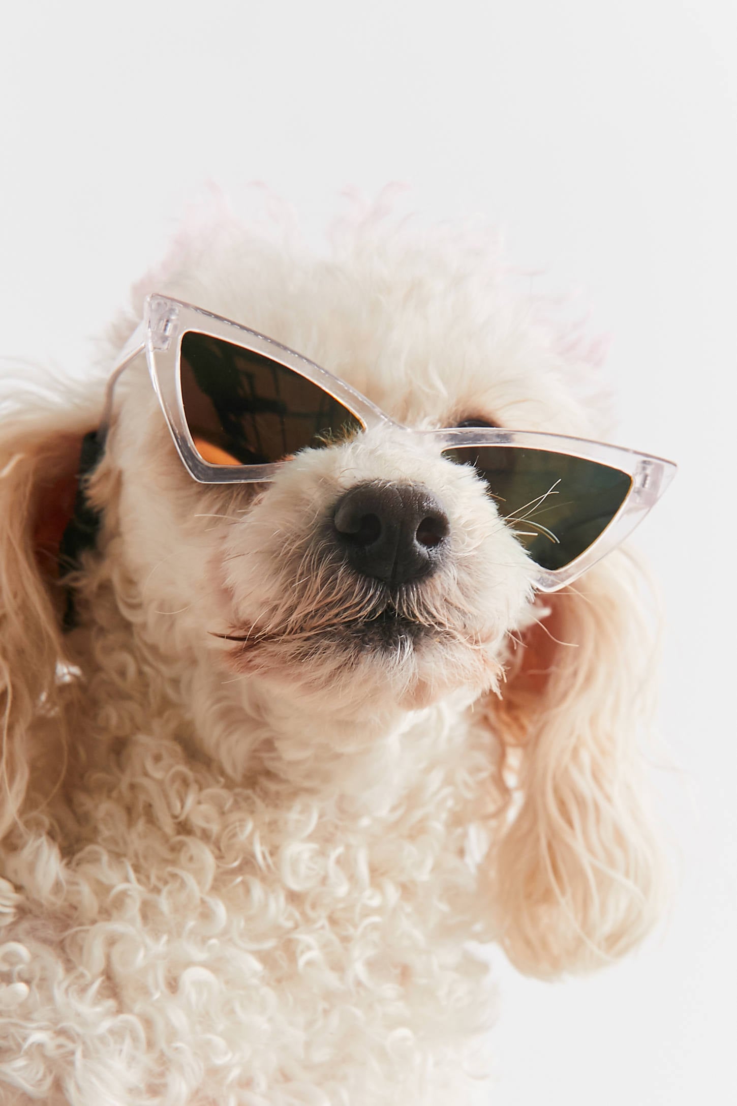 Best Sunglasses For Dogs 2020 Popsugar Pets