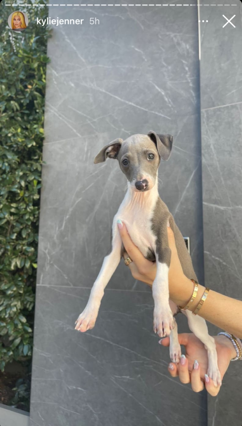 More Photos of Kylie Jenner's Dog Kevin