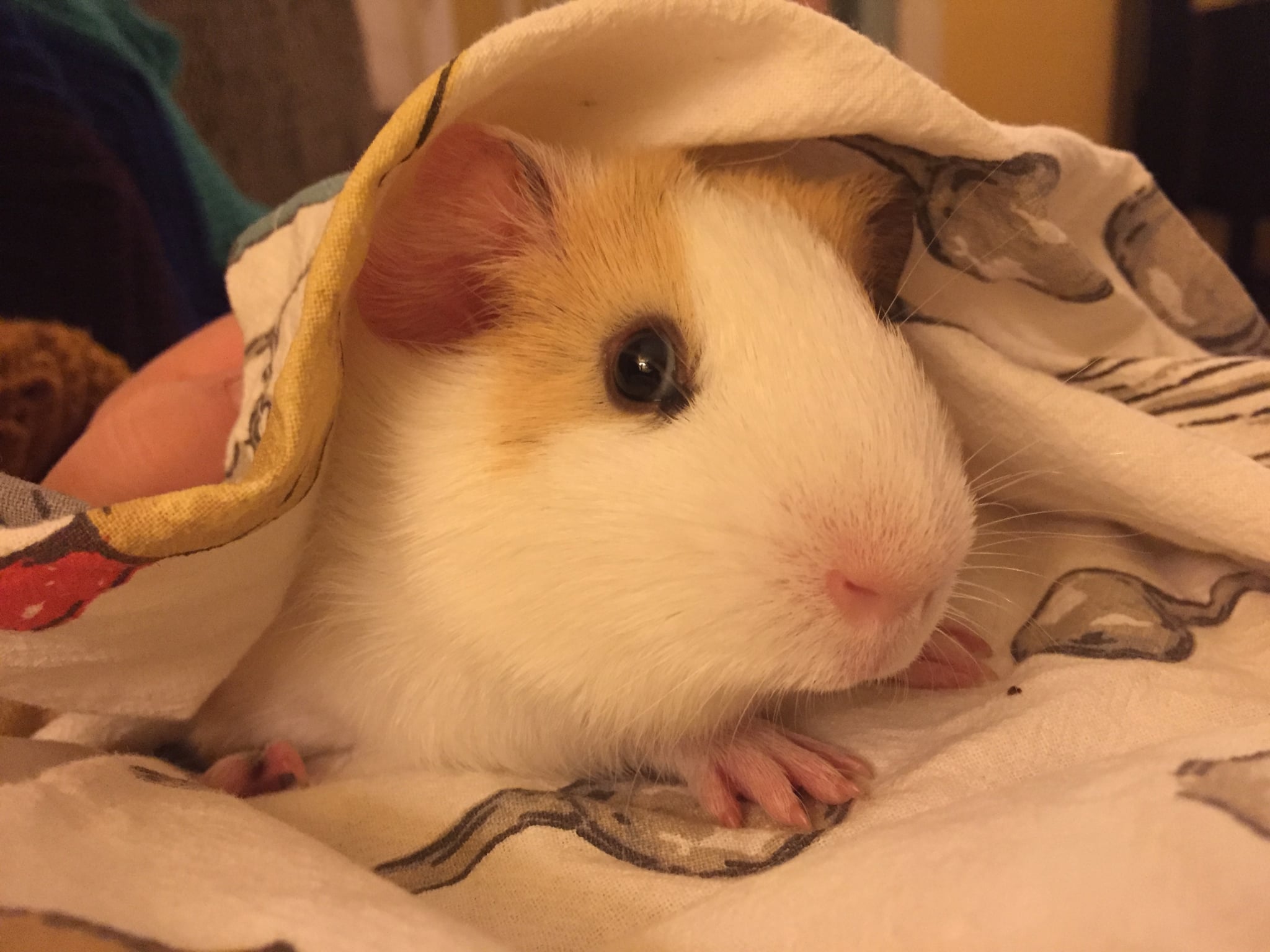 My pet guinea pig sales