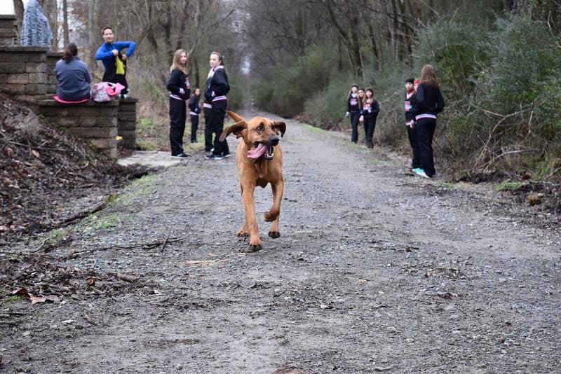 Dog Runs Half Marathon in Alabama POPSUGAR Pets