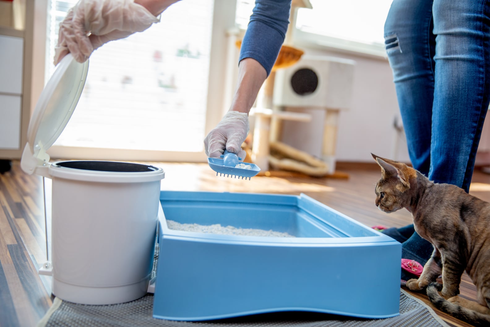 How to Control Litter Box Odor POPSUGAR Pets