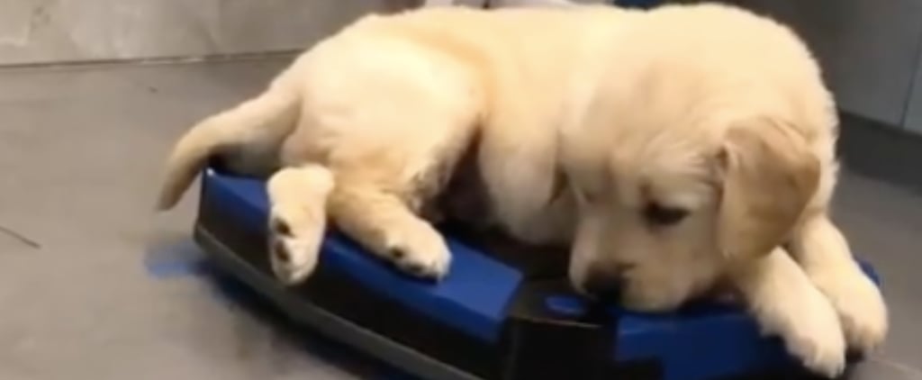 Video of a Golden Retriever Puppy Riding a Roomba Vacuum