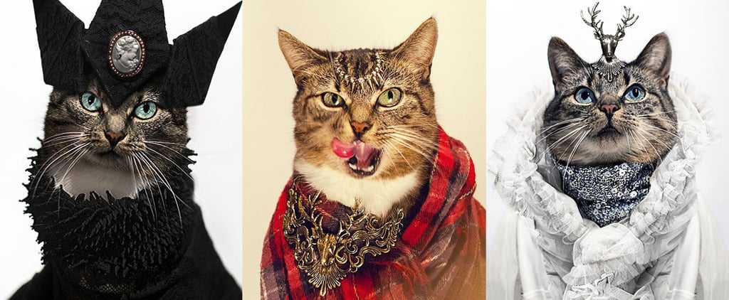 High-Fashion Cat