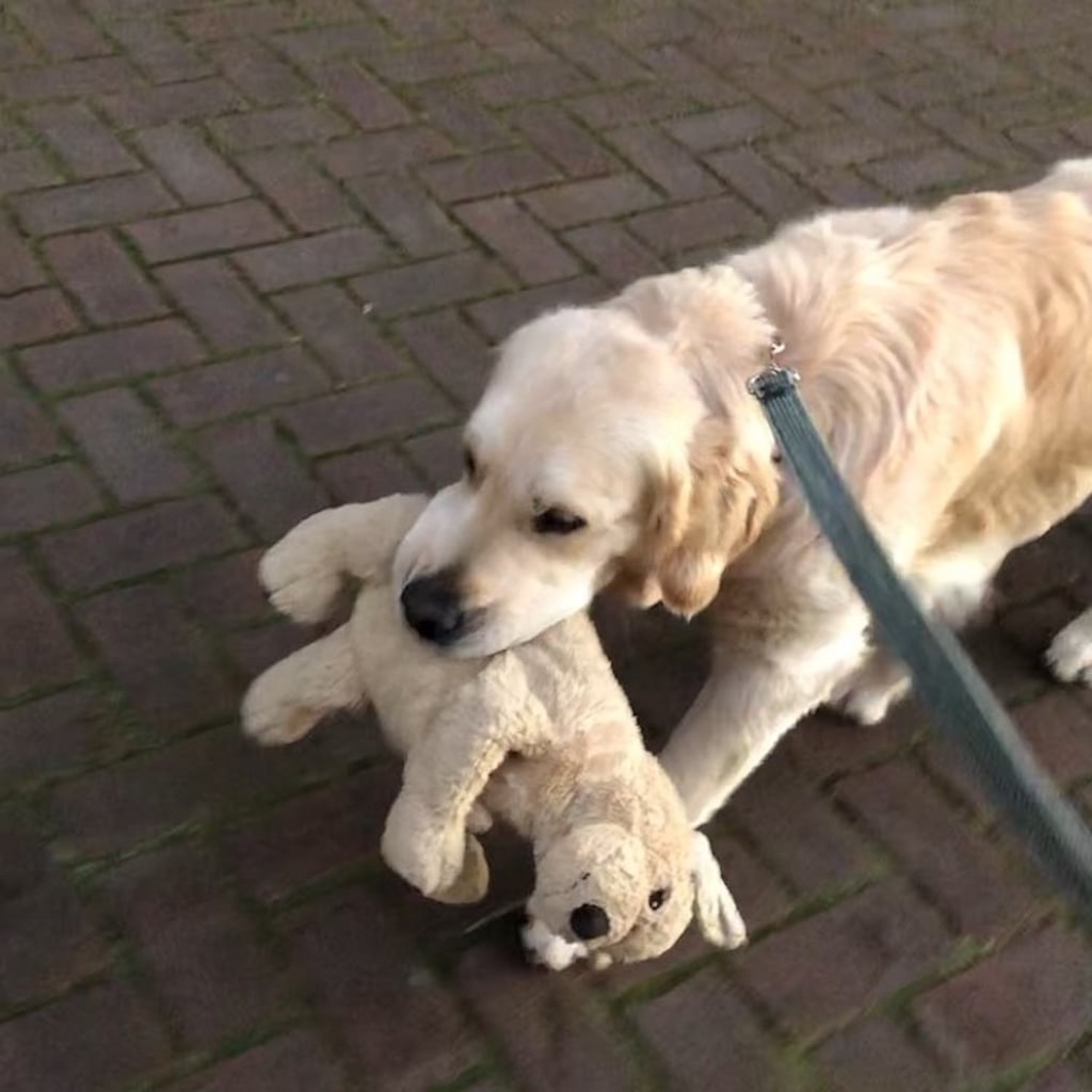 golden retriever and stuffed animal