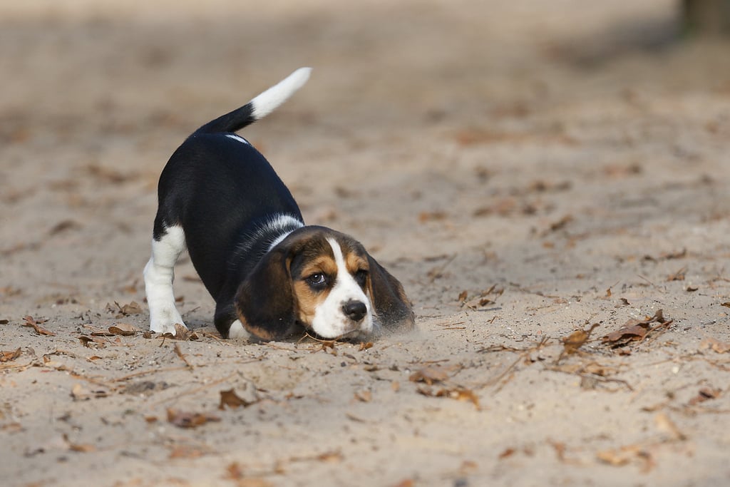 Cutest Pictures of Beagles