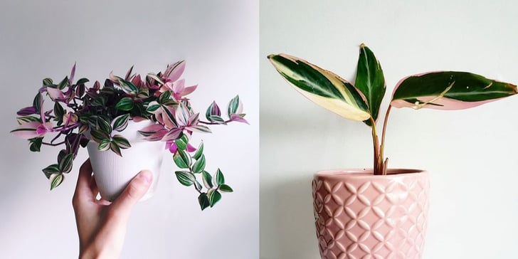 Pink Indoor Plants | POPSUGAR Home