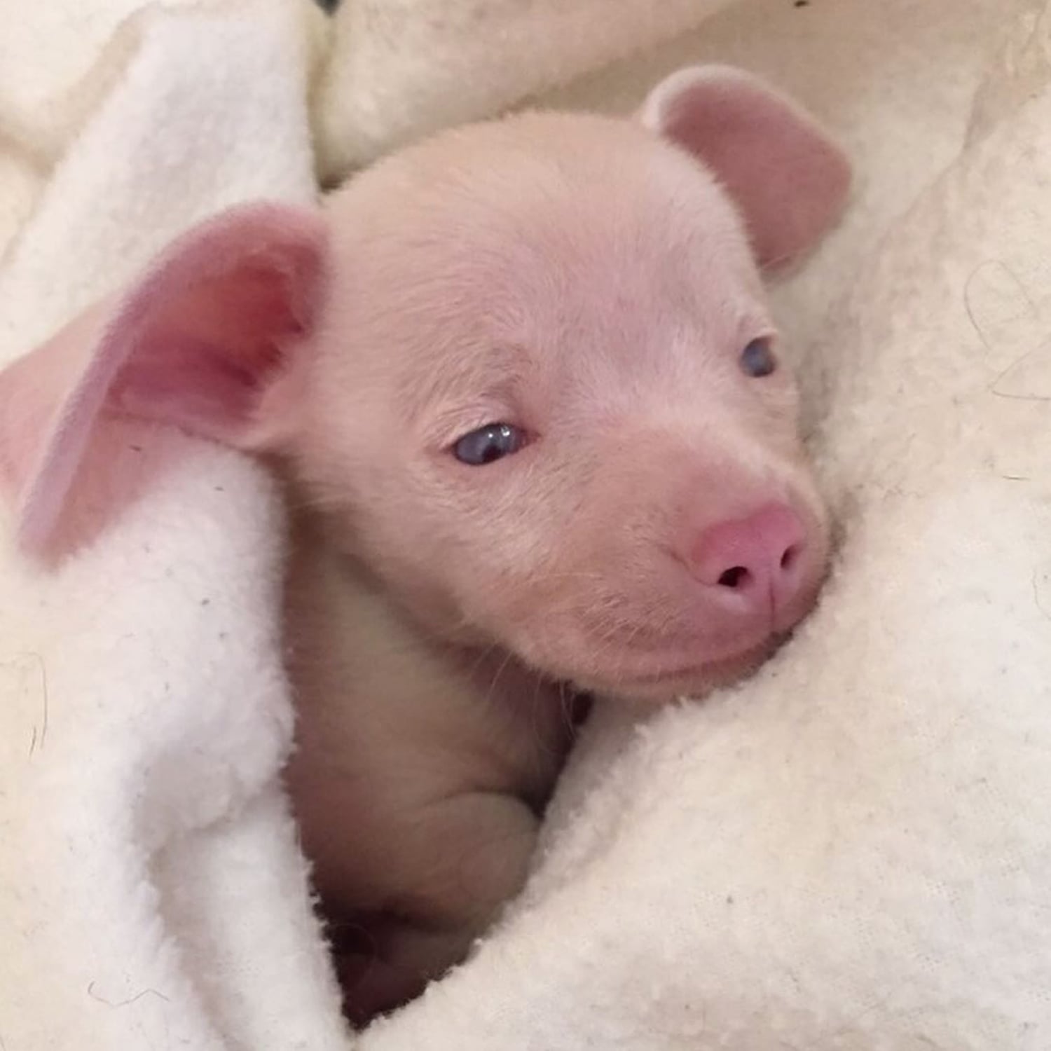Родился слепой щенок. Собака похожая на свинку. Розовый поросенок. Маленький розовый поросенок. Маленькие собачки хрюшки.