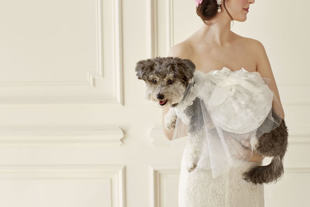 Wedding Clothes For Dogs POPSUGAR Pets Photo 5