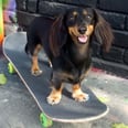 Please Watch This Talented Dachshund Tear Up the Skate Park — We're in Total Awe