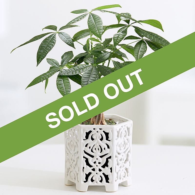 money tree