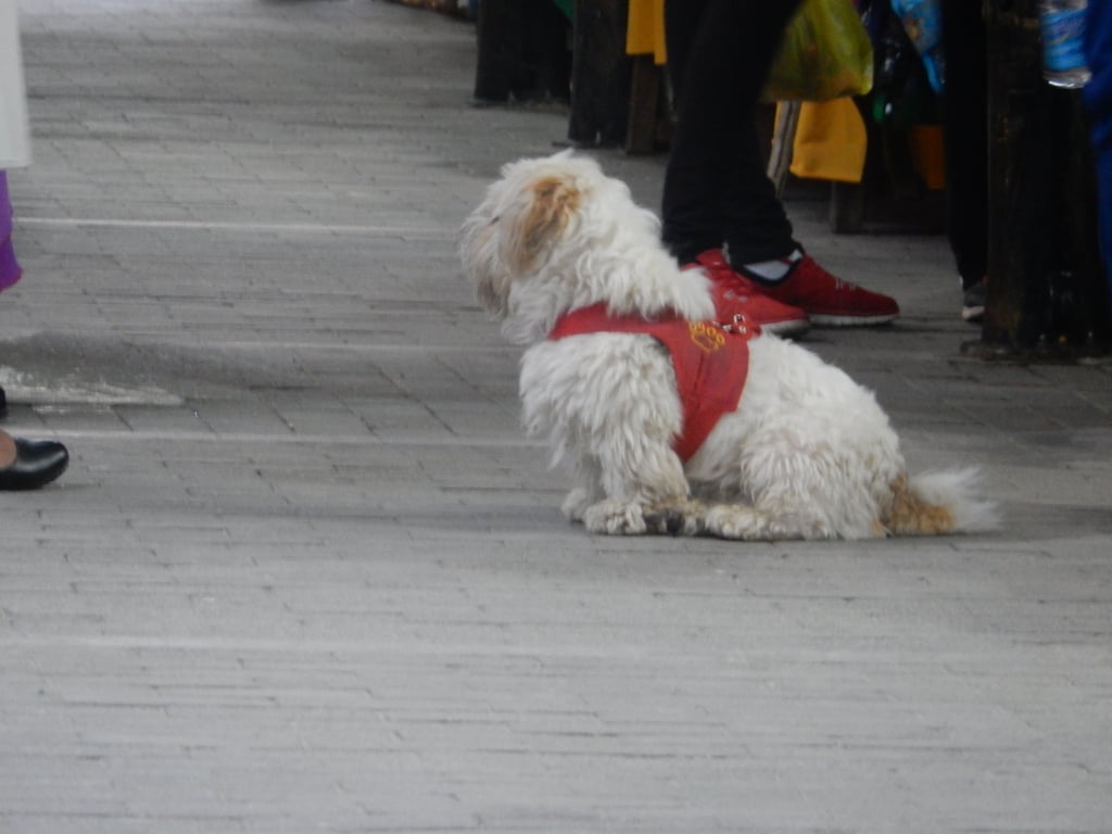 Street Dogs in Peru