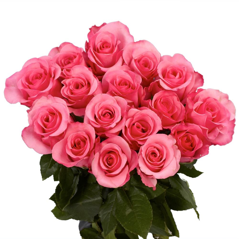 Globalrose Fresh Dark Pink Colour Roses