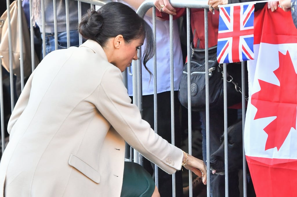 Prince Harry Petting Dogs in Sussex October 2018