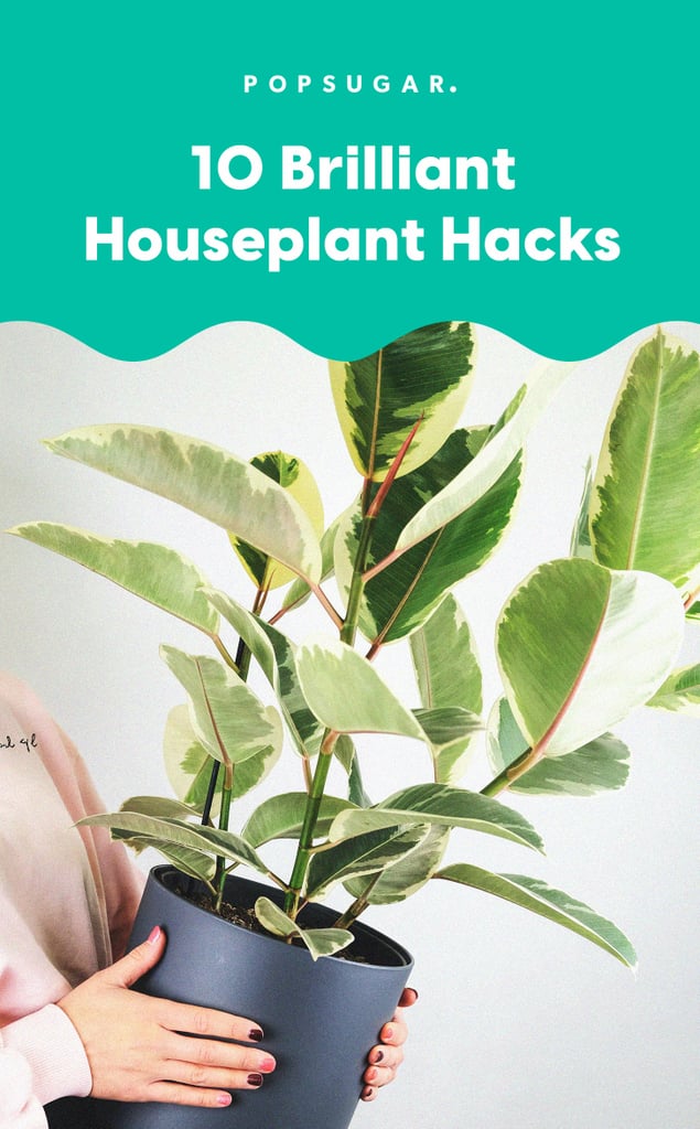 Houseplant Tips and Tricks For Beginners