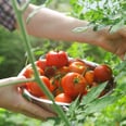 5 Things Every Tomato Grower Needs to Know Before Planting