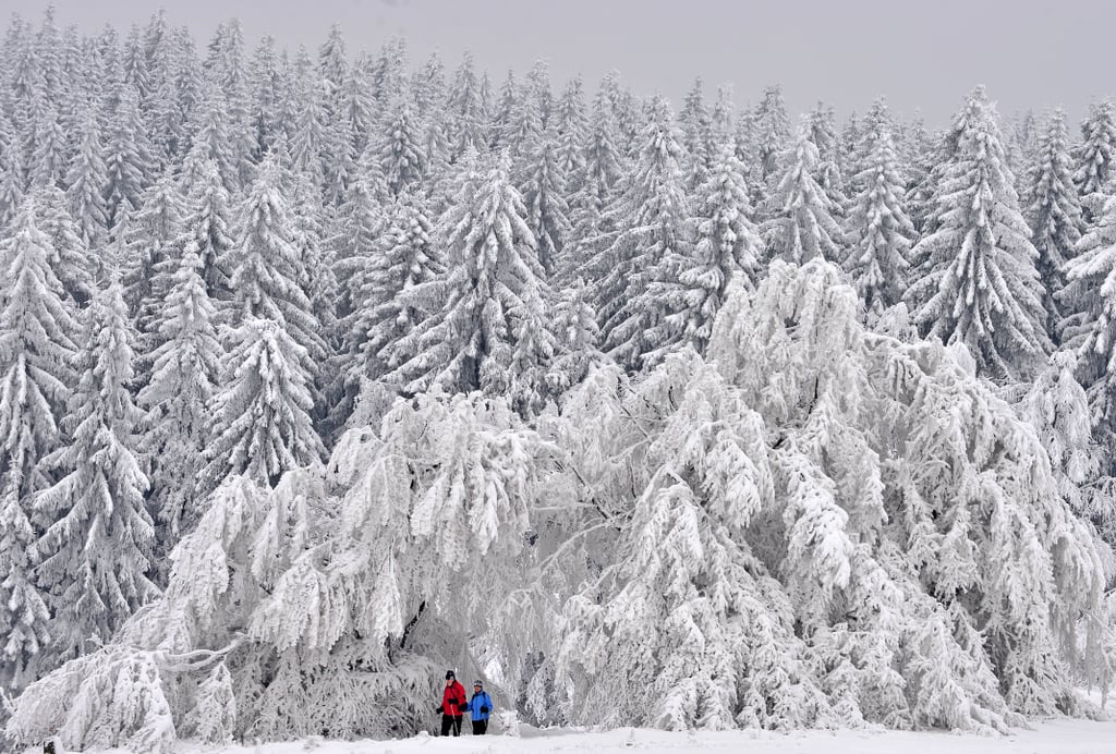 Trees in Masserberg, Germany, were covered with snow.