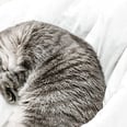 Why Your Cat Sleeps at Your Feet, According to an Animal Behavior Expert