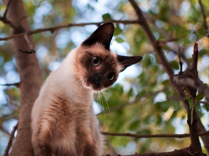 Known for their vocal abilities, Siamese cats make a variety of