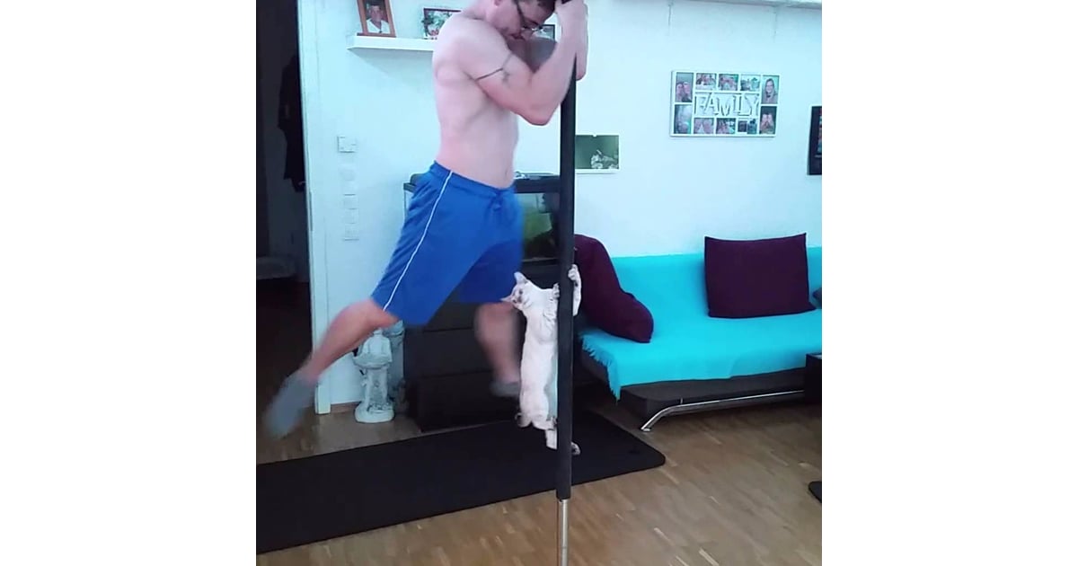 Pole Dancing Cat Popsugar Love Sex