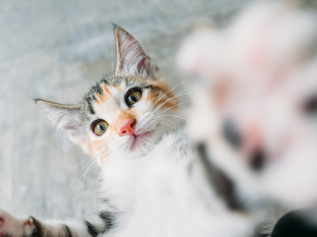 This kitty wants to grab the camera!