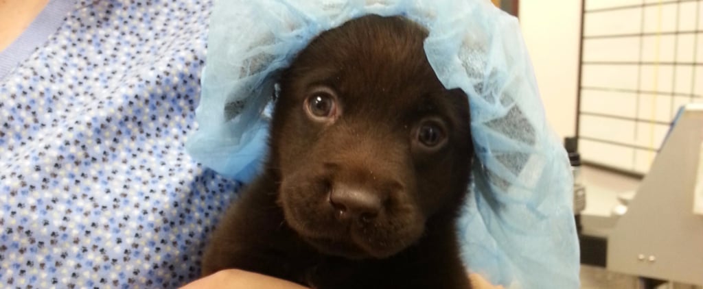 Rescued Puppy With Cleft Palate