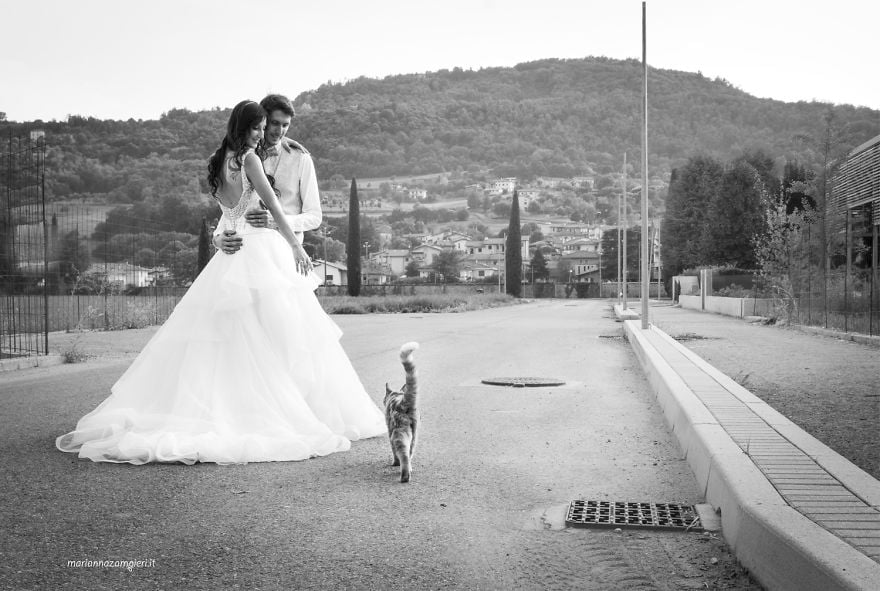 Wedding Photos With Cats
